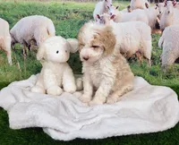 Sir Richfield , a male Sheepadoodle for sale in Cornelia, GA – 9 of 10