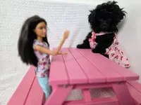 AKC Mercy, a female Poodle - Toy  for sale in Cornelia, GA – 4 of 10