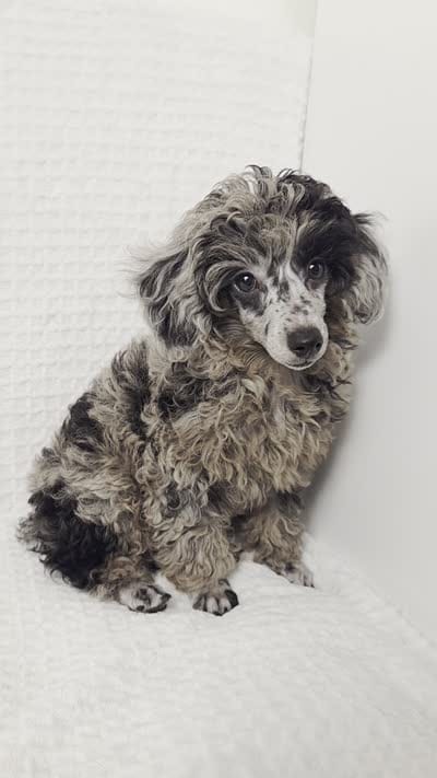 AKC Boaz, a male Poodle - Toy  for sale in Cornelia, GA – 9 of 9