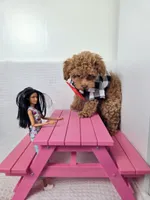 AKC Asher, a male Poodle - Toy  for sale in Cornelia, GA – 6 of 10