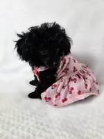 AKC Mercy, a female Poodle - Toy  for sale in Cornelia, GA – 2 of 10