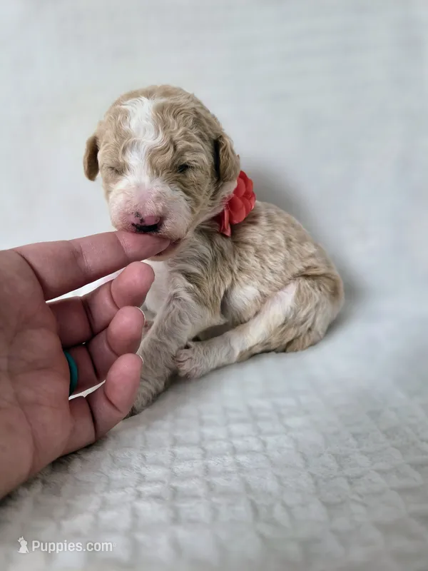 Cloud – Sheepadoodle puppy for sale in Cornelia, GA