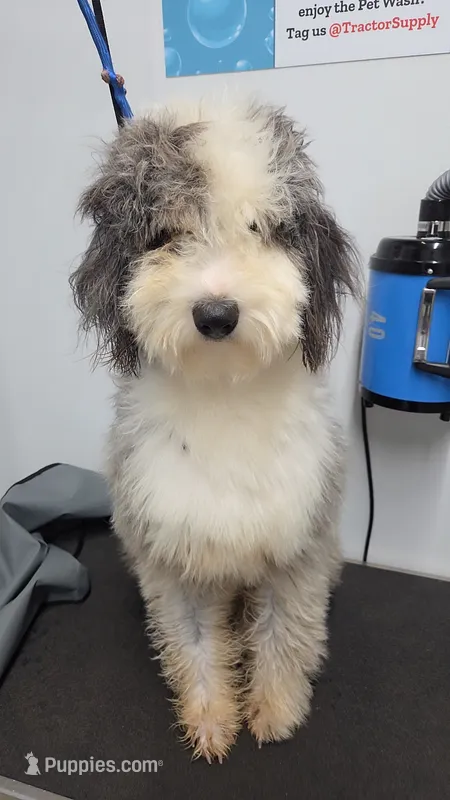 Mae&Ronan – Old English Sheepdog, Sheepadoodle puppy for sale in Habersham, GA