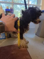 AKC Baby Ruth 3.4lbs, a female Poodle - Toy  for sale in Habersham, GA – 4 of 9