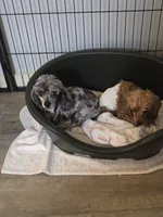 AKC Gracie 5lbs, a female Poodle - Toy  for sale in Habersham, GA – 3 of 6