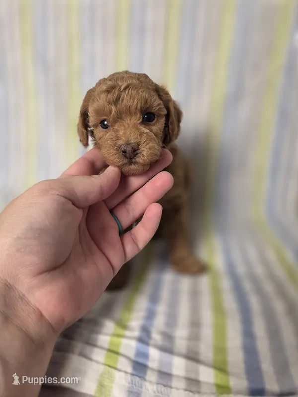 AKC Asher – Poodle - Toy  puppy for sale in Habersham, GA