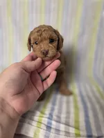 AKC Asher, a male Poodle - Toy  for sale in Habersham, GA – 6 of 10