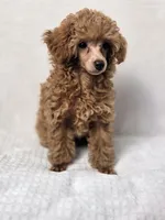 AKC Asher Health Tested, a male Poodle - Toy  for sale in Cornelia, GA – 4 of 10