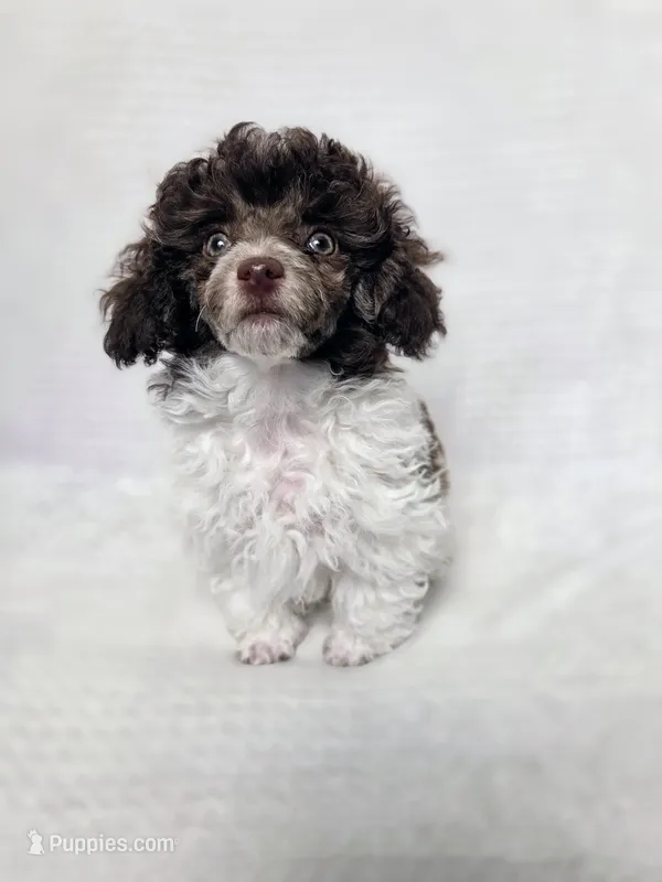 Ollie – Poodle - Toy  puppy for sale in Habersham, GA
