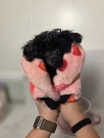 AKC Mercy, a female Poodle - Toy  for sale in Cornelia, GA – 7 of 10