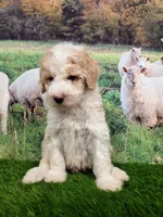 Sir Richfield , a male Sheepadoodle for sale in Cornelia, GA – 5 of 10