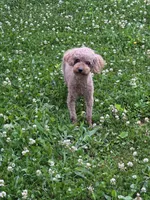 Ava, a female Poodle - Toy  for sale in Habersham, GA – 2 of 7