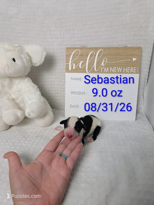 Sebastian  – Sheepadoodle puppy for sale in Cornelia, GA