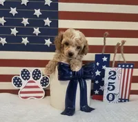 AKC Tiny Cedar, a male Poodle - Toy  for sale in Habersham, GA – 8 of 8
