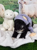 Ronnie, a male Sheepadoodle for sale in Cornelia, GA – 4 of 8
