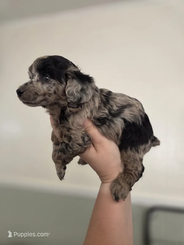 AKC Boaz – Poodle - Toy  puppy for sale in Habersham, GA