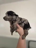 AKC Boaz, a male Poodle - Toy  for sale in Habersham, GA – 3 of 10