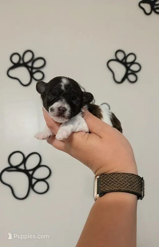 Ollie – Poodle - Toy  puppy for sale in Habersham, GA