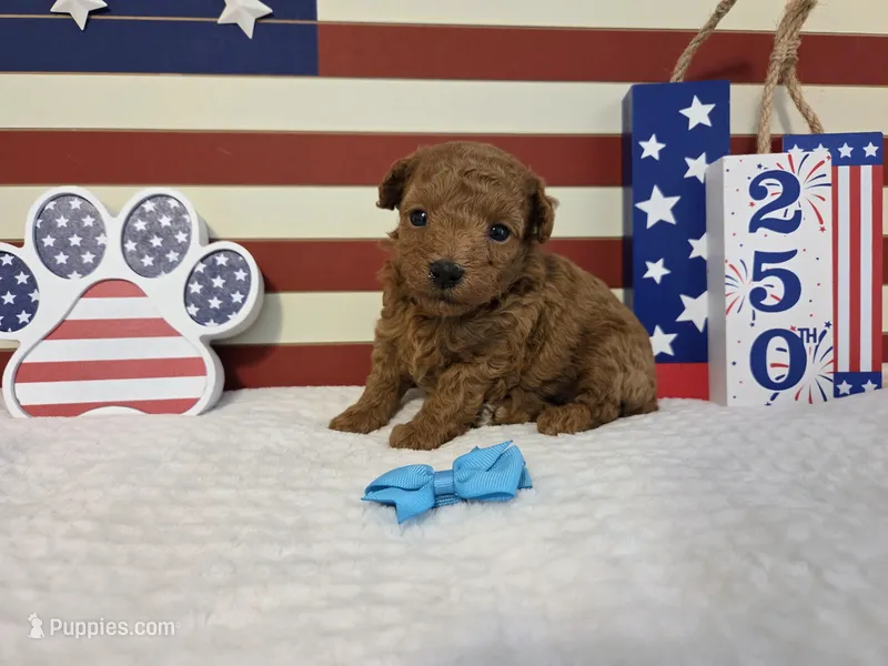 Theo AKC – Poodle - Toy  puppy for sale in Habersham, GA