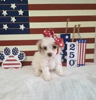 AKC teacup Tinkerbell , a female Poodle - Toy  for sale in Habersham, GA – 3 of 7