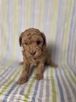 AKC Asher, a male Poodle - Toy  for sale in Habersham, GA – 7 of 10