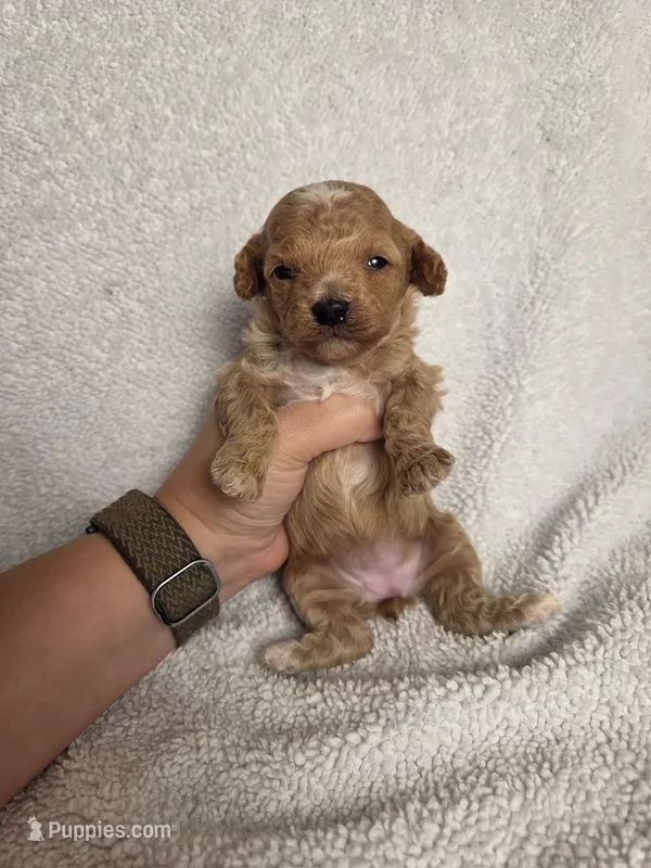 AKC Magnolia – Poodle - Toy  puppy for sale in Habersham, GA