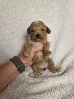 AKC Magnolia, a female Poodle - Toy  for sale in Habersham, GA – 1 of 8
