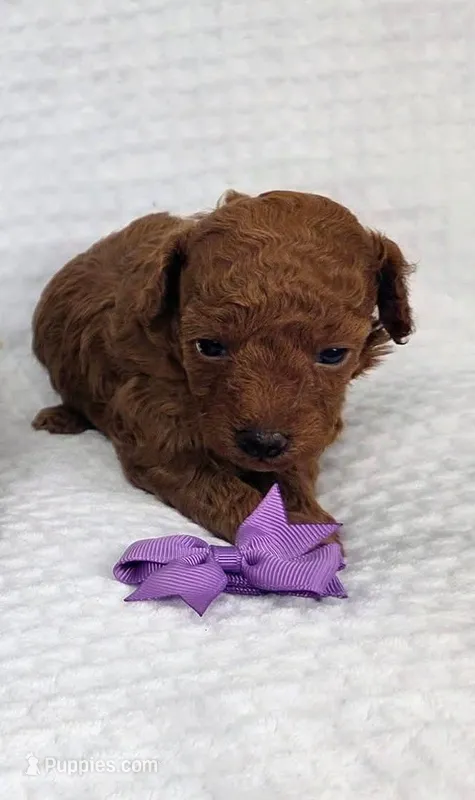 Grace AKC – Poodle - Toy  puppy for sale in Habersham, GA