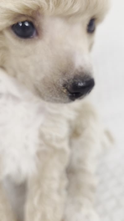 AKC Sage, a male Poodle - Toy  for sale in Habersham, GA – 9 of 9