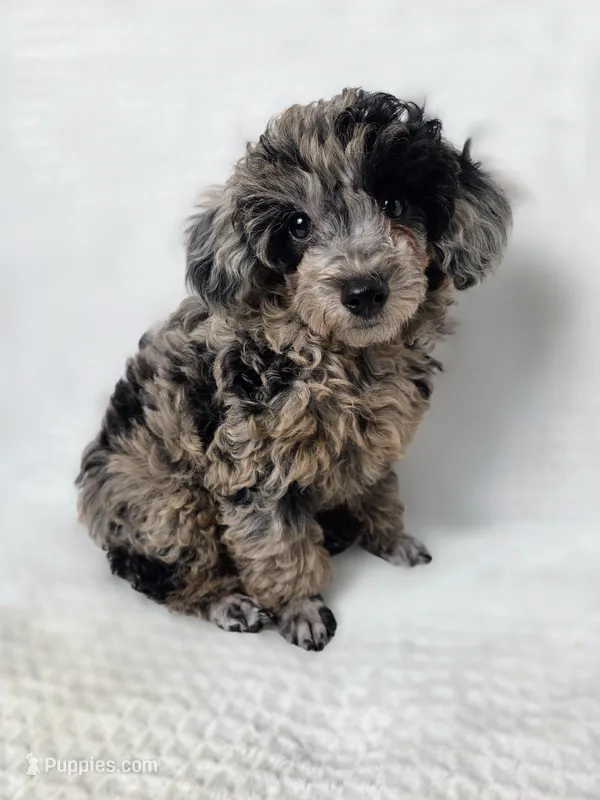 AKC Boaz – Poodle - Toy  puppy for sale in Habersham, GA