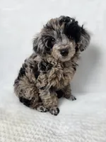 AKC Boaz, a male Poodle - Toy  for sale in Habersham, GA – 1 of 6
