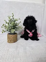AKC Mercy, a female Poodle - Toy  for sale in Cornelia, GA – 3 of 10
