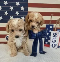 AKC Tiny Cedar, a male Poodle - Toy  for sale in Habersham, GA – 7 of 8