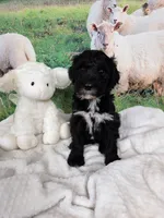 Reggie, a male Sheepadoodle for sale in Cornelia, GA – 8 of 10