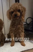Ava, a female Poodle - Toy  for sale in Habersham, GA – 5 of 7