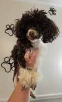 AKC Baby Ruth 3.4lbs, a female Poodle - Toy  for sale in Habersham, GA – 8 of 9