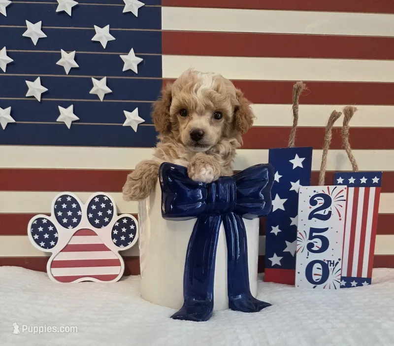AKC Tiny Cedar – Poodle - Toy  puppy for sale in Habersham, GA