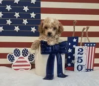AKC Tiny Cedar, a male Poodle - Toy  for sale in Habersham, GA – 1 of 8