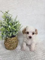 AKC teacup Tinkerbell , a female Poodle - Toy  for sale in Habersham, GA – 5 of 7