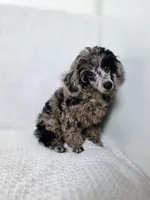 AKC Boaz, a male Poodle - Toy  for sale in Cornelia, GA – 2 of 9