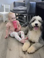 Mae&Ronan, a  Old English Sheepdog and Sheepadoodle for sale in Habersham, GA – 10 of 10