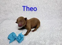 Theo, a male Poodle - Toy  for sale in Habersham, GA – 1 of 2