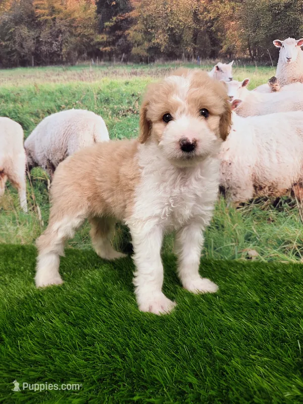 Cloud – Sheepadoodle puppy for sale in Cornelia, GA