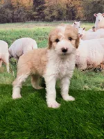 Cloud, a female Sheepadoodle for sale in Cornelia, GA – 1 of 9