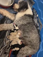 Sebastian , a male Sheepadoodle for sale in Cornelia, GA – 3 of 4
