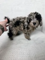 AKC Boaz, a male Poodle - Toy  for sale in Habersham, GA – 4 of 6