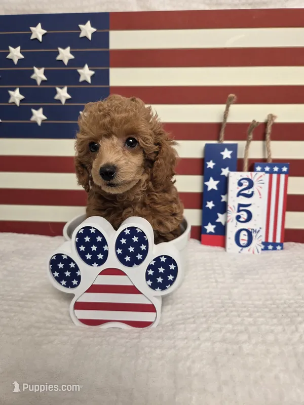 AKC Penny – Poodle - Toy  puppy for sale in Habersham, GA