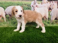Mopple, a male Sheepadoodle for sale in Cornelia, GA – 5 of 8