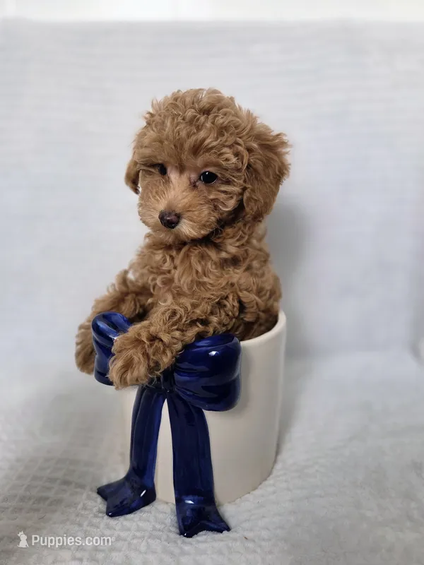 AKC Asher – Poodle - Toy  puppy for sale in Habersham, GA