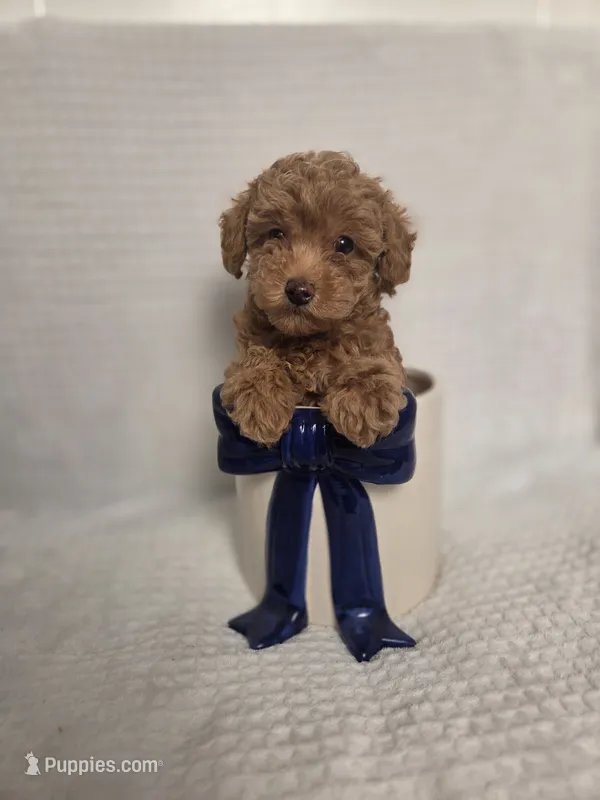 AKC Asher – Poodle - Toy  puppy for sale in Habersham, GA